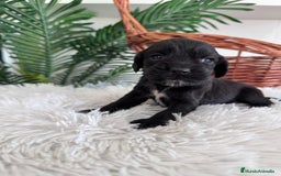 Cocker Spaniel Inglés perros en venta: COCKER SPANIEL INGLES - Imagen 4