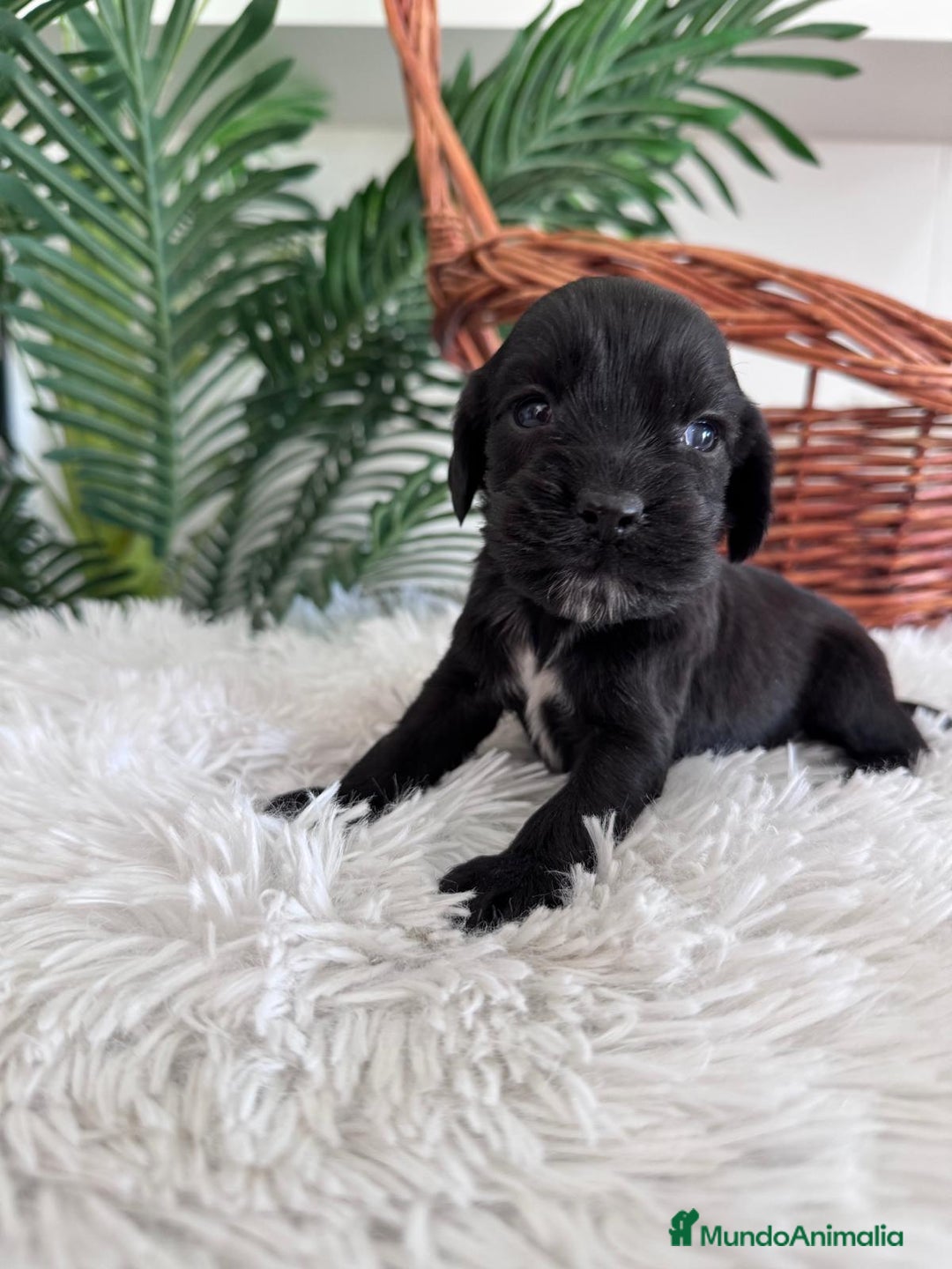 Cocker Spaniel Inglés perros en venta: COCKER SPANIEL INGLES - Imagen 4