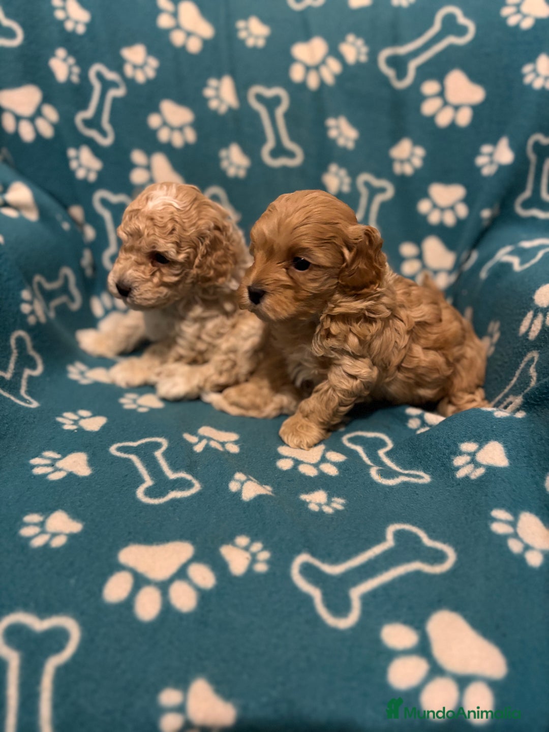 Maltipoo perros en venta: Maltipoo - Anuncio 2