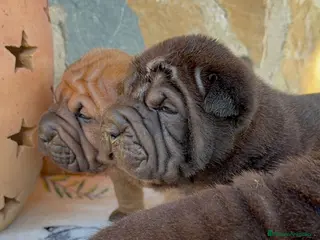 Shar Pei perros preciosos bebes de sharpei - Anuncio 1