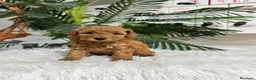 Caniche Enano perros en venta: CANICHE ENANO - Anuncio 10