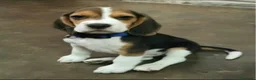 Beagle perros en venta: Camada de Beagle disponible para visitas 🐾🐶 - Anuncio 4