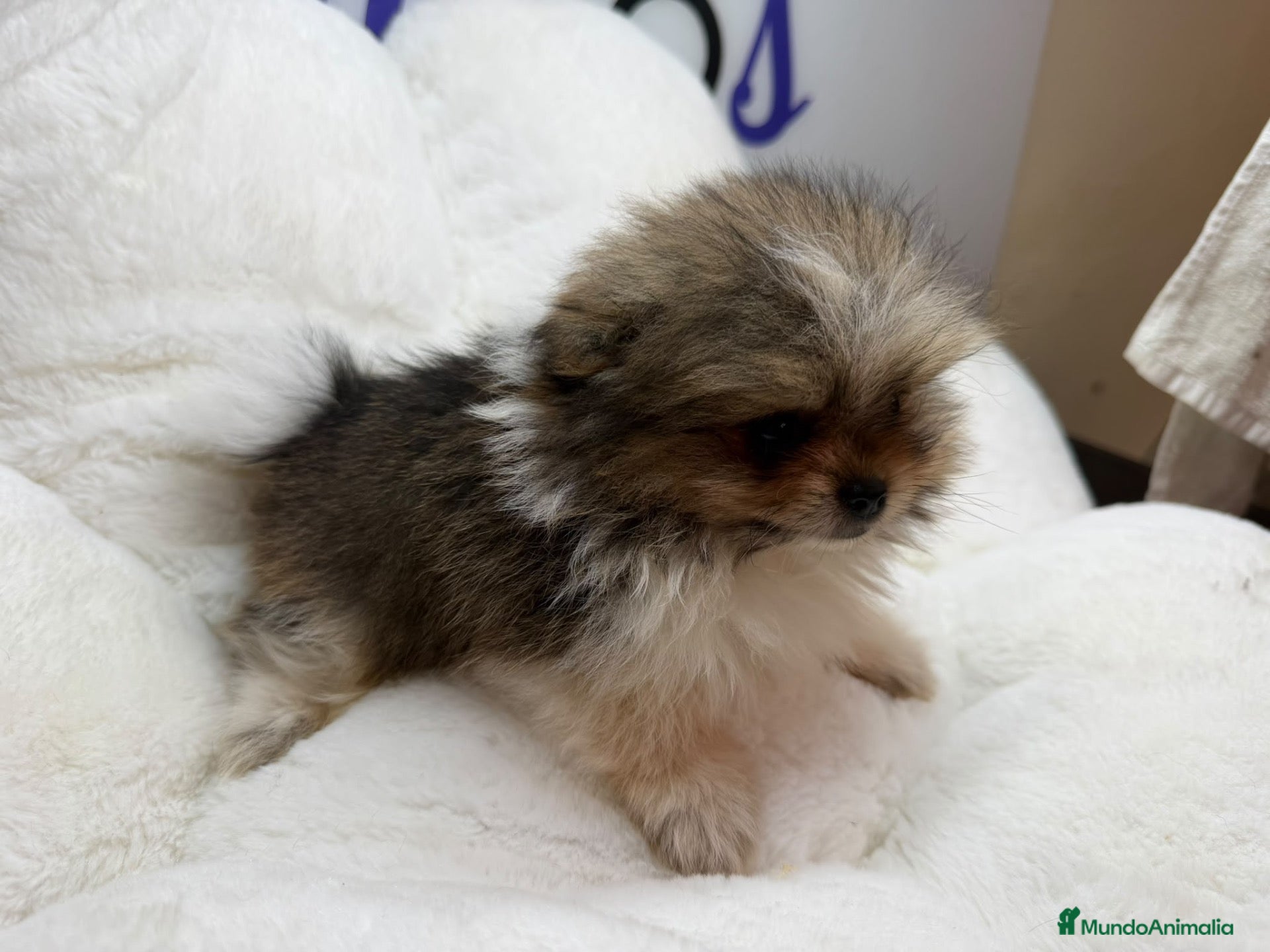 Pomerania perros en venta: POMERANIA - Anuncio 2