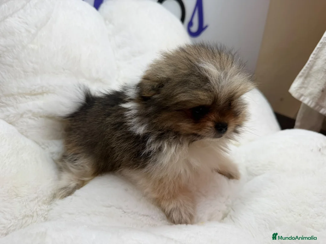 Pomerania perros en venta: POMERANIA - Anuncio 1