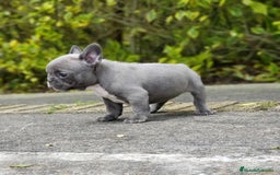 Bulldog Francés perros en venta: BULLDOG FRANCÉS /// CRIADOS CON AMOR Y COMPROMISO - Anuncio 6