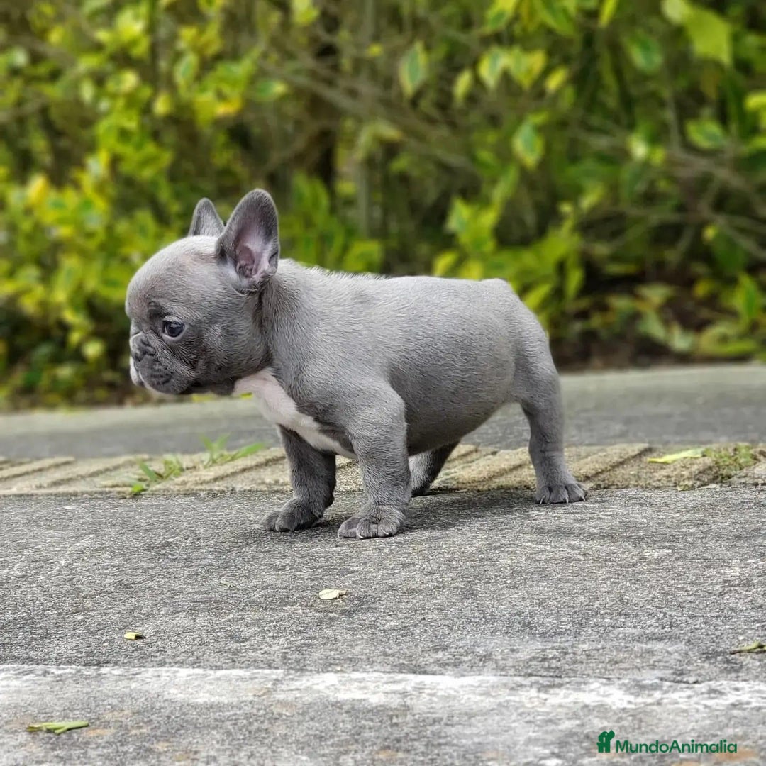 Bulldog Francés perros en venta: BULLDOG FRANCÉS /// CRIADOS CON AMOR Y COMPROMISO - Anuncio 6