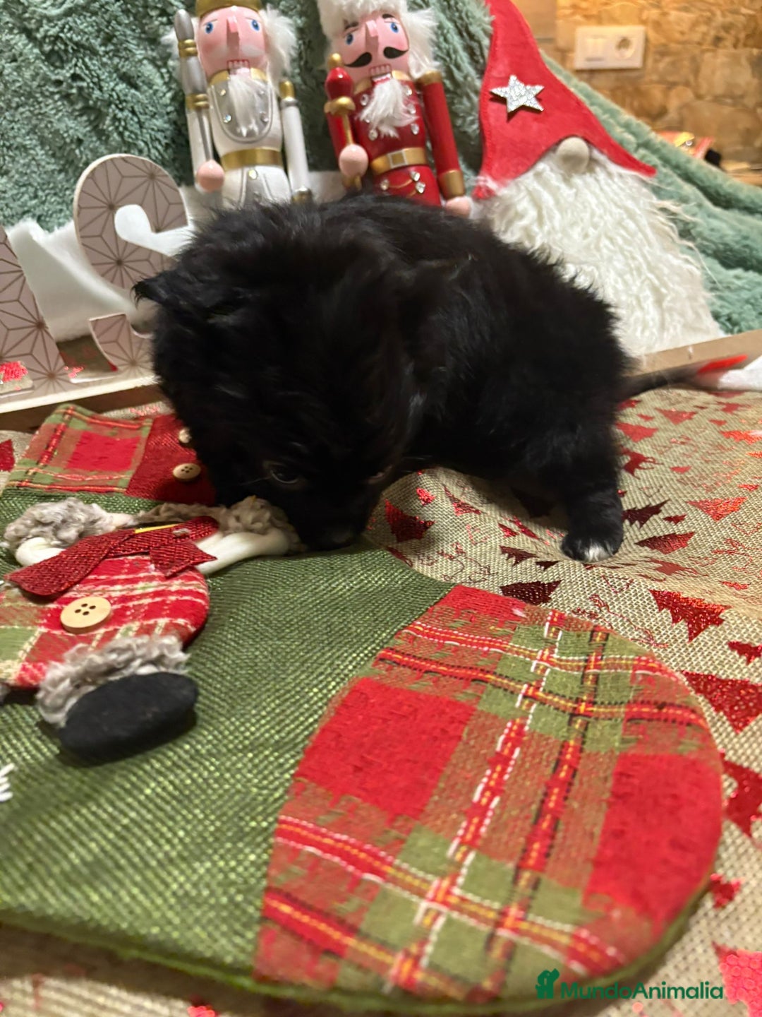 Chihuahua perros en venta: Chihuahua toy pelo largo rusa - Anuncio 7