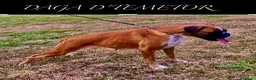 Boxer perros en venta: Boxer - Anuncio 4
