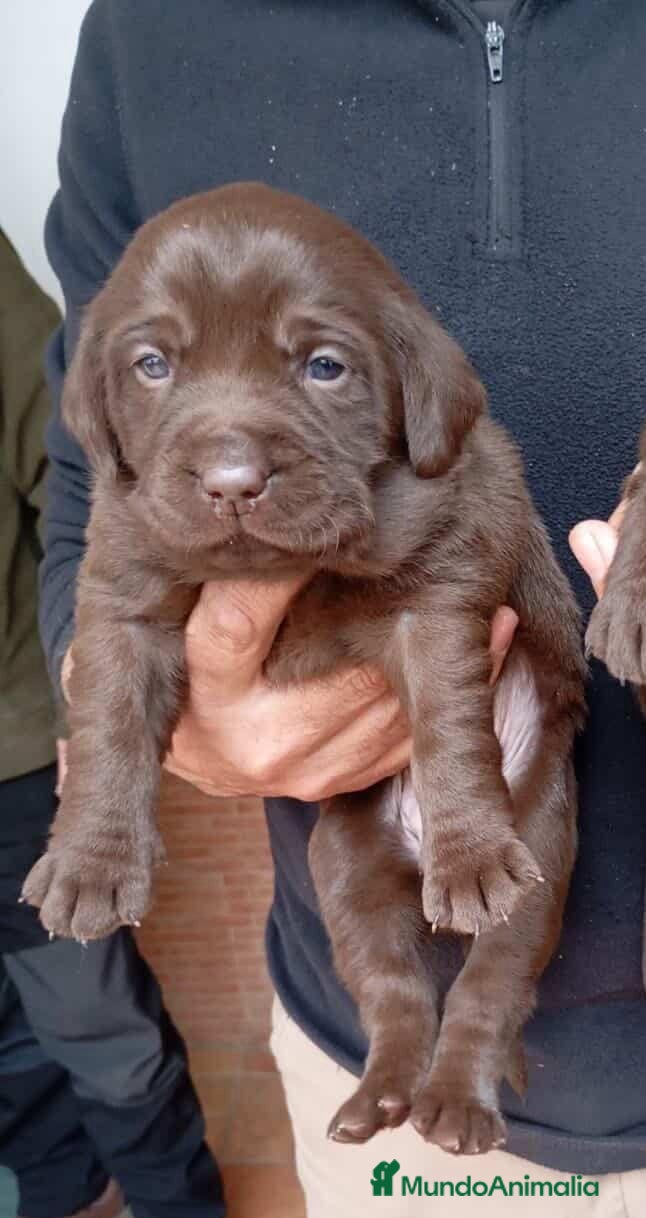 Labrador Retriever perros LABRADOR HEMBRA CHOCOLATE  - Anuncio 2