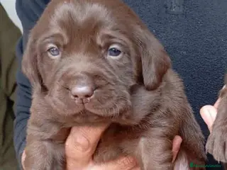 Labrador Retriever perros LABRADOR HEMBRA CHOCOLATE - Anuncio 2