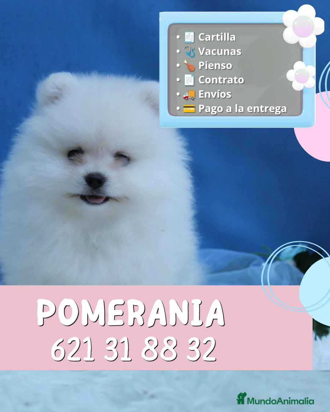 Pomerania perros en venta: Pomerania enano carita de osito  - Anuncio 1