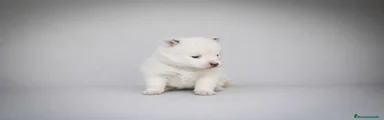 Macho Blanco