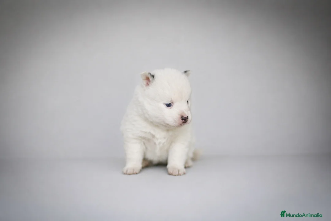 Pomsky perros en venta: Pomsky F4 - Anuncio 2