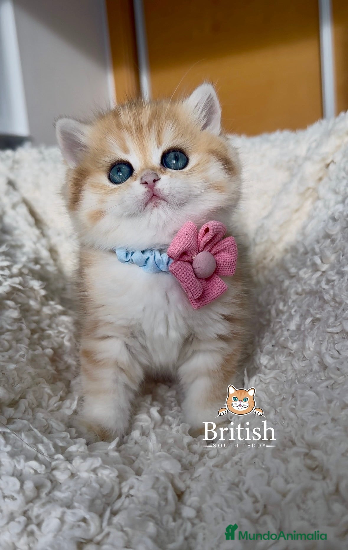 Británico de Pelo Corto gatos Preciosas niñas golden chinchilla  - Anuncio 2