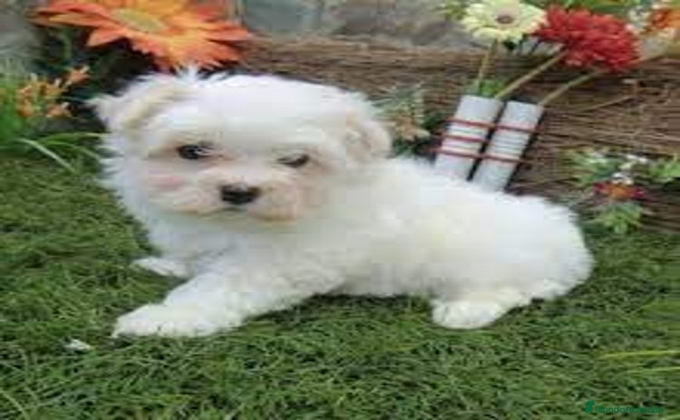 Bichón Maltés perros - Propaganda 1
