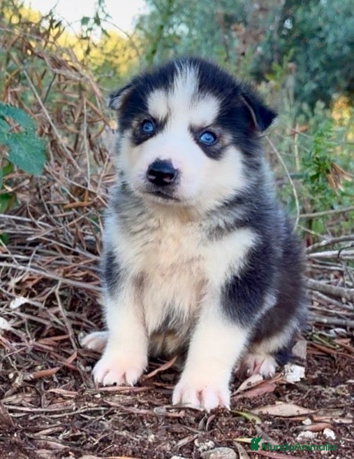 Husky Siberiano perros Husky siberiano  - Anuncio 1