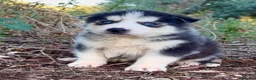 Husky Siberiano perros en venta: Husky siberiano  - Anuncio 1