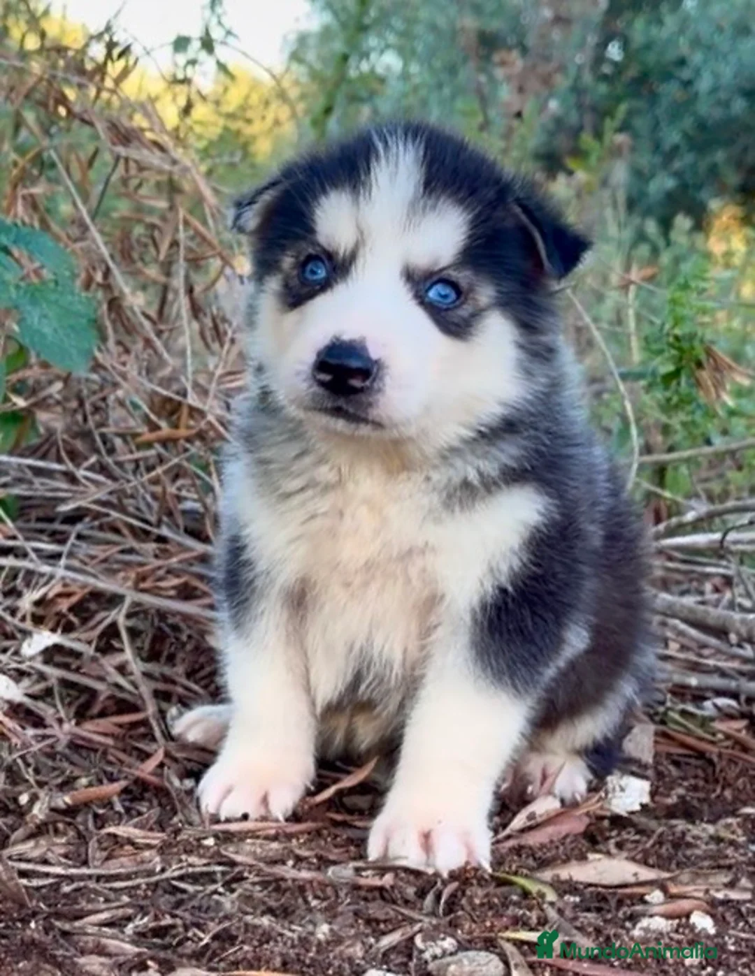 Husky Siberiano perros en venta: Husky siberiano  - Anuncio 1