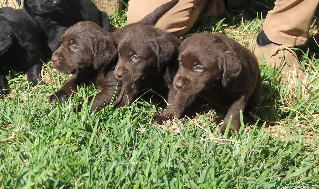 Labrador Retriever perros en venta: LABRADORES DISPONIBLES CHOCO/AMARILLO - Anuncio 1