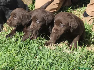 Labrador Retriever perros en venta: LABRADORES DISPONIBLES CHOCO/AMARILLO - Anuncio 3