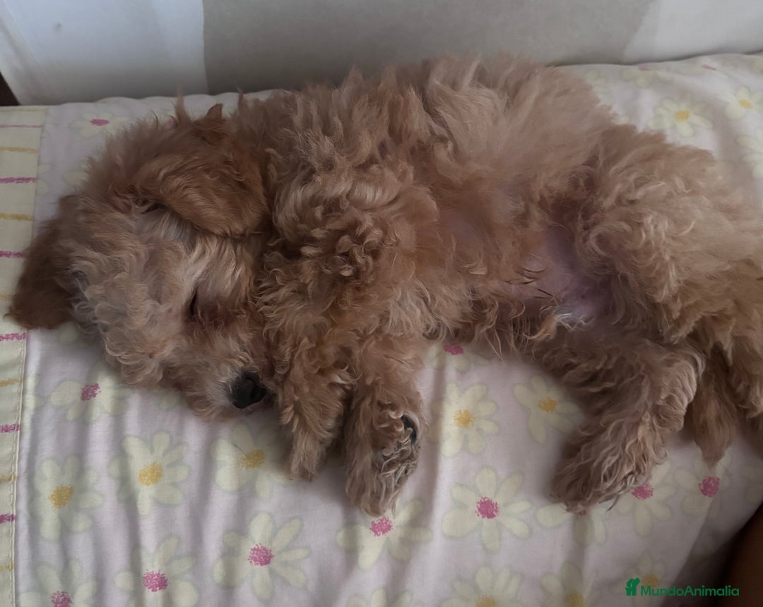 Caniche Toy perros en venta: Disponible caniche toy  - Imagen 3