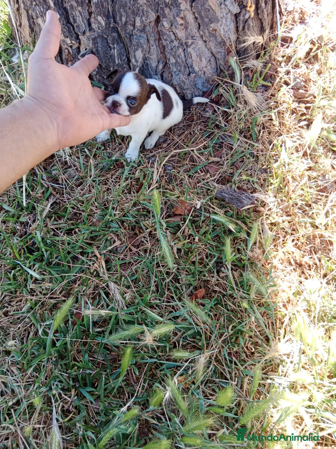 Chihuahua perros en venta: Chihuhua macho bicolor - Anuncio 10