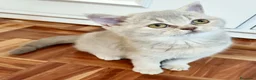 Británico de Pelo Corto gatos en venta: CAMADA DE GATO/AS BRITISH SHORTAIR - Anuncio 10