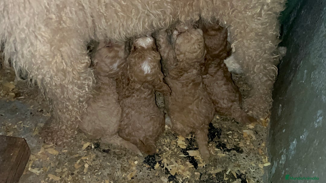Caniche Enano perros en venta: Caniche enano  - Imagen 3