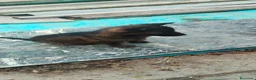 Pastor Alemán perros en venta: Disponibles Pastores Alemanes línea de trabajo  - Anuncio 3