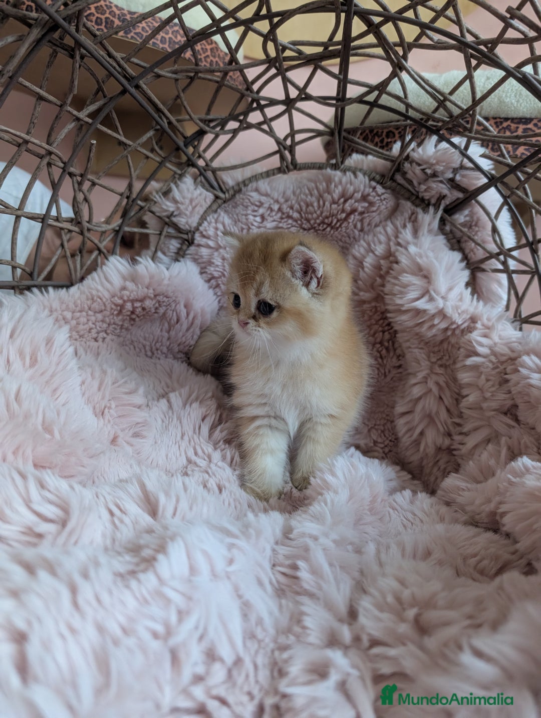 Británico de Pelo Corto gatos en venta: Gatitos British golden de pelo corto - Imagen 5