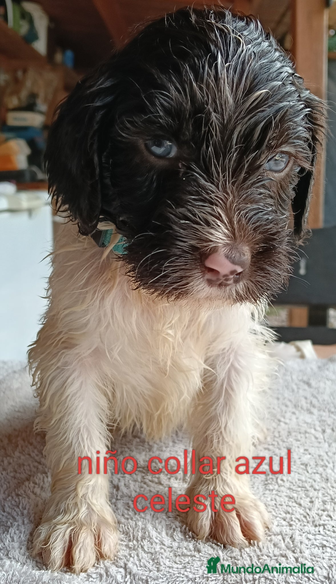 Labradoodle perros en venta: Labradoodles - Anuncio 7