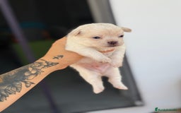 Chihuahua perros en venta: Chihuahuas  - Imagen 5