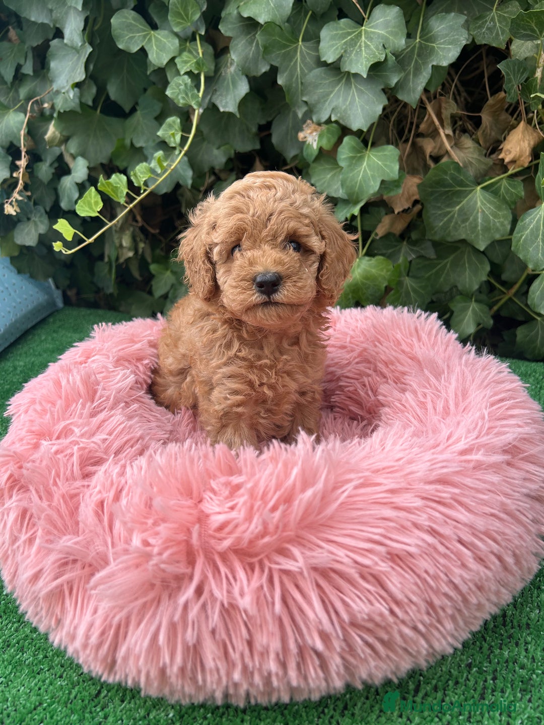 Raza Mixta perros en venta: caniche  - Anuncio 3