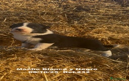 Border Collie perros en venta: BORDER COLLIE - Anuncio 9