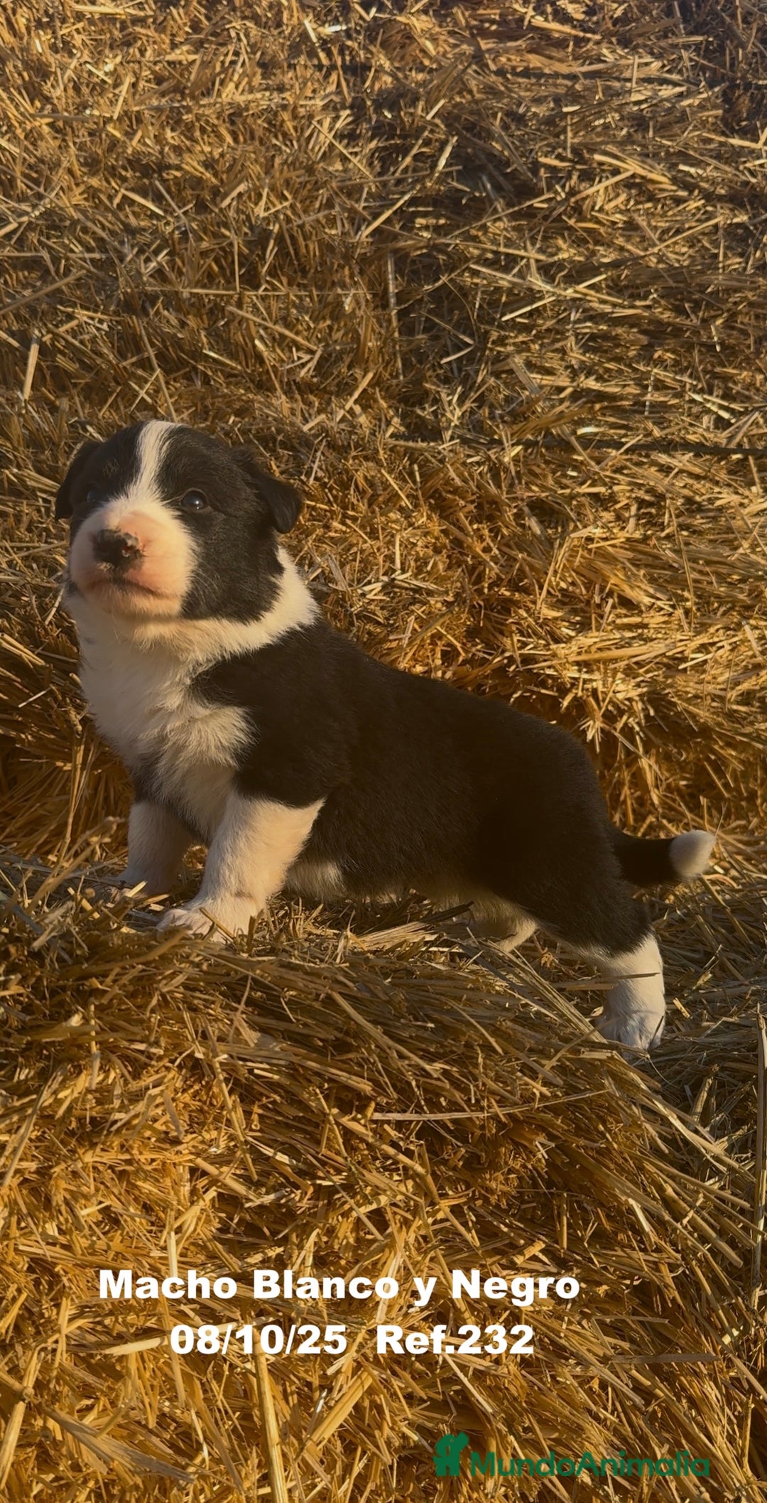 Border Collie perros en venta: BORDER COLLIE - Anuncio 9
