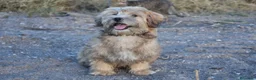 Morkie perros en venta: PRECIOSO MORKIE DISPONIBLE 🐻🤍 en Murcia - Anuncio 3
