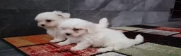 Bichón Maltés perros en venta: Bichon Maltés  - Anuncio 5