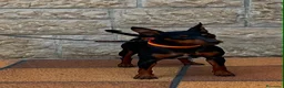 Pinscher Miniatura perros en venta: Pincher puros - Anuncio 3