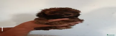 Caniche Enano 1