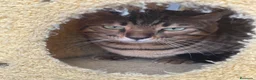 Bengalí gatos en venta: Gato Bengalí Macho  - Anuncio 4