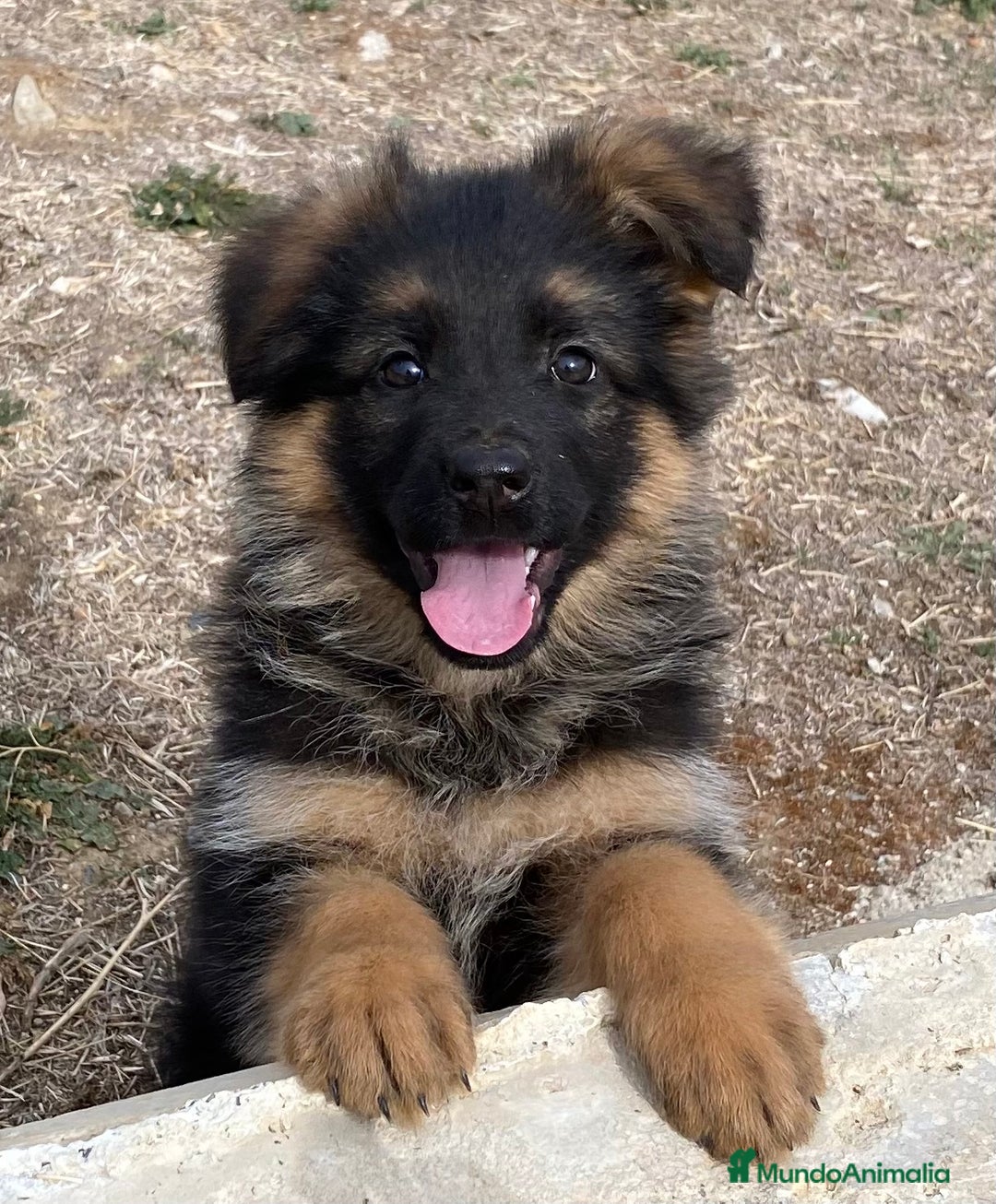 Pastor Alemán perros en venta: Cachorras de pastor alemán - Anuncio 7