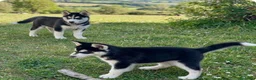 Husky Siberiano perros en venta: Husky siberiano anuncio real  - Anuncio 4