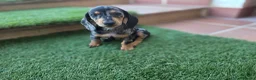Teckel Miniatura perros en venta: TECKEL MINIATURA  - Anuncio 4