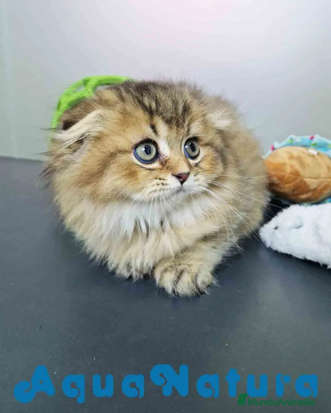 Scottish Straight gatos en venta: Scottish Fold Longhair Macho 1854 AQUANATURA - Anuncio 2