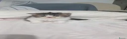 Persa gatos en venta: Gatos persas  - Anuncio 3