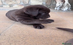 Labrador Retriever perros en venta: Labrador RETRIEVER chocolate - Anuncio 4