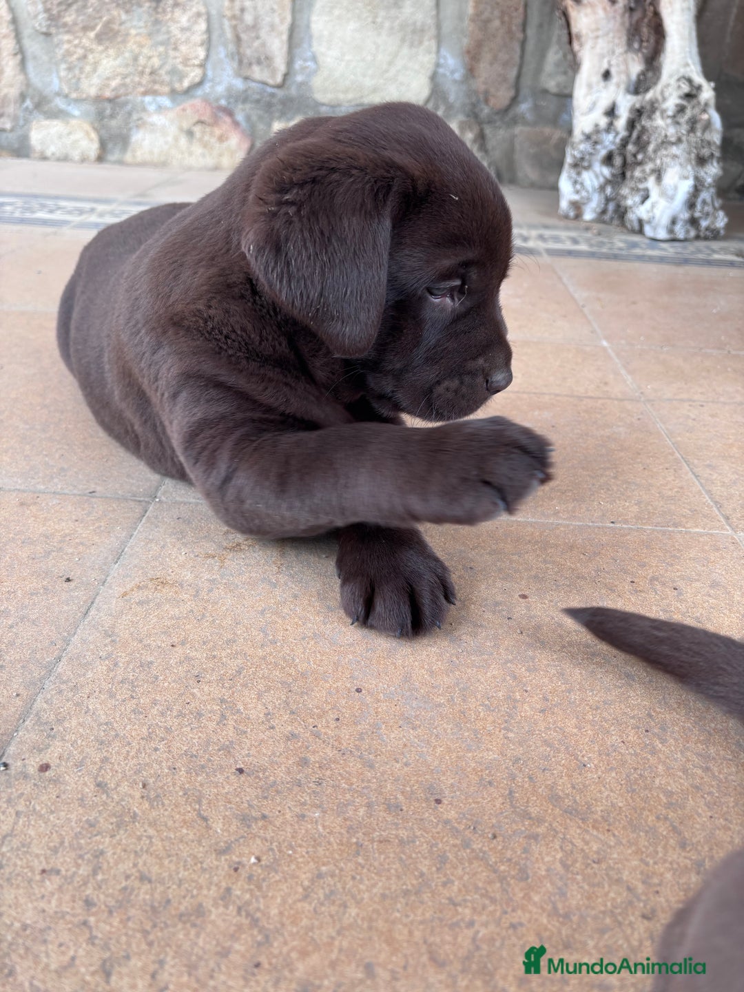 Labrador Retriever perros en venta: Labrador RETRIEVER chocolate - Anuncio 4