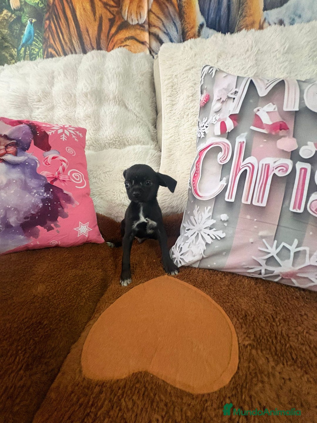 Chihuahua perros en venta: Chihuahua mini toy  - Anuncio 13