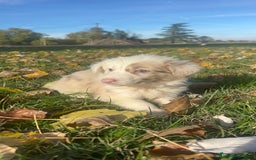 Border Collie perros en venta: Borde collie  - Imagen 4