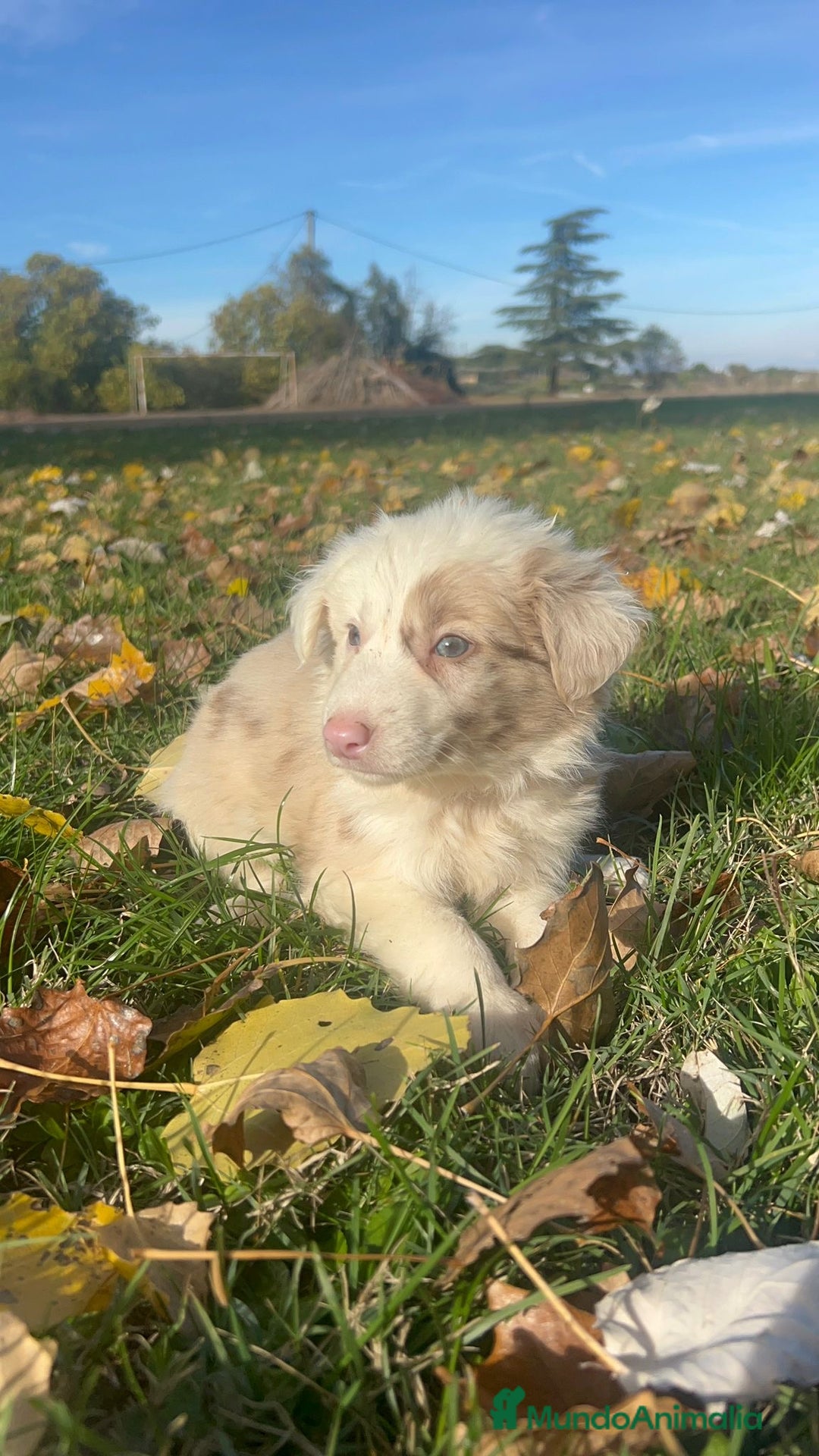 Border Collie perros en venta: Borde collie  - Imagen 4
